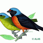Blue-Hooded Euphonia