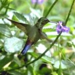 Blue-tailed Emerald