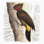 Chestnut Woodpecker