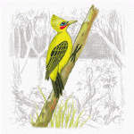 Cream-colored Woodpecker