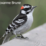 Downy Woodpecker