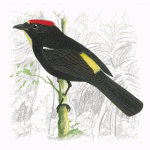 Flame-crested Tanager