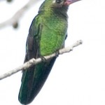 Green-tailed Goldenthroat