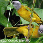 Grey-headed Tanager