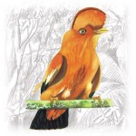 Guianan Cock-of-the-rock