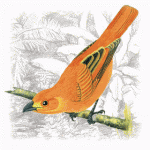 Hepatic Tanager