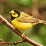 Hooded Warbler