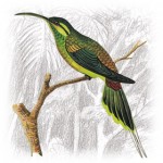 Long-tailed-Hermitm