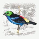 Paradise Tanager