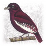 Pompadour-Cotinga
