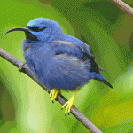 Purple Honeycreeper