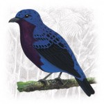 Purple-breasted-Cotinga