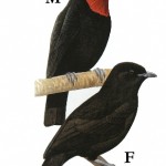 Purple-throated Fruitcrow