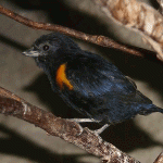 Red-shouldered Tanager