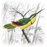 Reddish Hermit