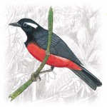 Rose-breasted Chat