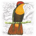 Ruby-topaz-Hummingbird