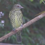 Sharpbill