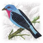 Spangled-Cotinga