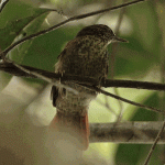 Speckled Spinetail