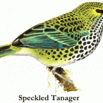 Speckled Tanager