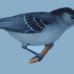 Spot-winged Antshrike