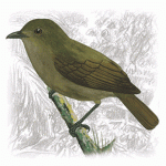 Thrush-like Schiffornis