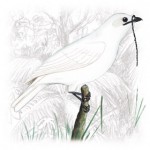 White Bellbird