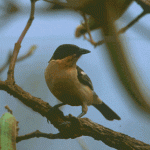 White-rumped Tanager