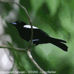White-shouldered Tanager