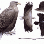 White-tailed Eagle