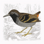 Wing-banded Antbird