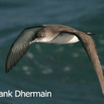Yelkouan Shearwater