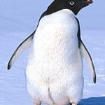 Adelie Penguin