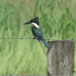 Amazon Kingfisher