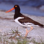 American Oystercatcher