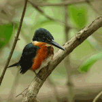 American Pygmy Kingfisher