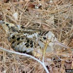 American Woodcock
