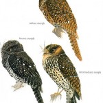 Archbolds Owlet-nightjar