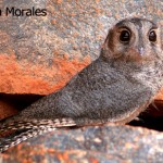 Australian Owlet-nightjar