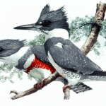 Belted Kingfisher