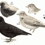 Black Lark