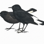 Black Wheatear
