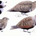 Black-bellied Sandgrouse