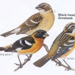 Black-headed Grosbeak