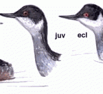 Black-necked Grebe
