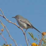 Blue-grey Gnatcatcher