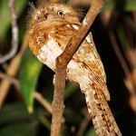 Blyths Frogmouth