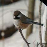 Boreal Chickadee