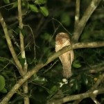 Bornean Frogmouth